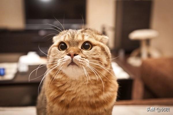 猫咪减肥:猫咪吃的过胖，怎么减肥？ 猫咪减肥方法