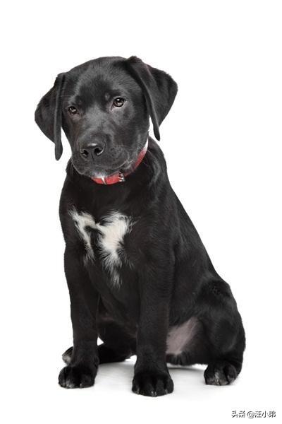 黑色纽芬兰犬:你见过最懒的狗狗有多懒？