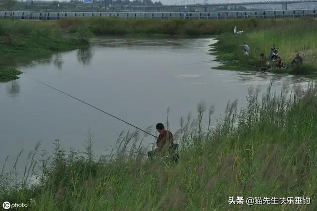 亳州短脚长身梗犬多少钱一只:野钓，只在野河里，不去水库，怎么选择鱼竿和浮漂？