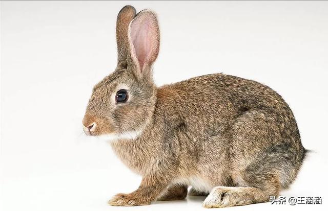 临沂宠物兔养殖场:大型兔厂里养的兔子都销往何处了？
