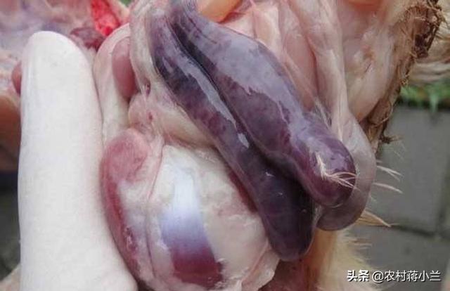 土杂鸡球虫的防止:鸡球虫间隔多久驱一次虫 鸡拉红色粪便，就一定是球虫吗？