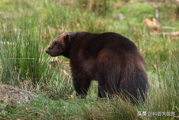 蜜罐和比特犬打架视频:獾这种动物听说战斗力很强，我国有这种动物吗？