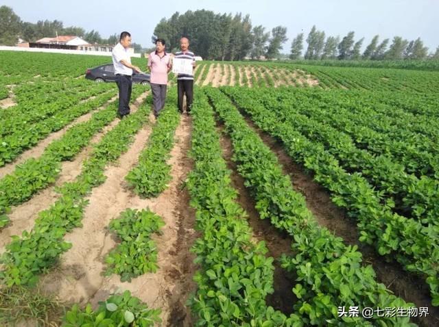 花生黑蚜虫怎么防治:花生蚜虫危害后，花生根部黑影响花生产量吗？