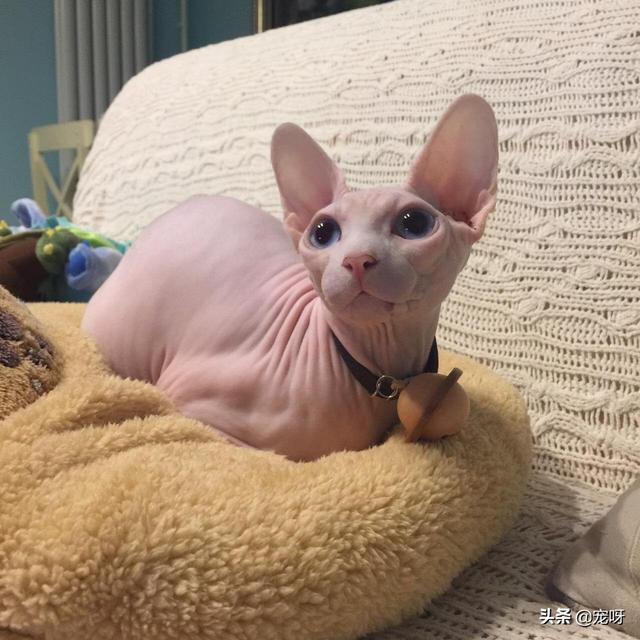 孟加拉豹猫价格为何一直在降:世界上哪一种猫最难买到？有何依据？