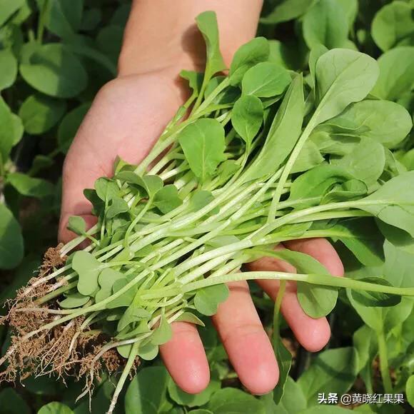 金边白菜是哪个地方的菜:鸡毛菜是什么菜？如何种植？