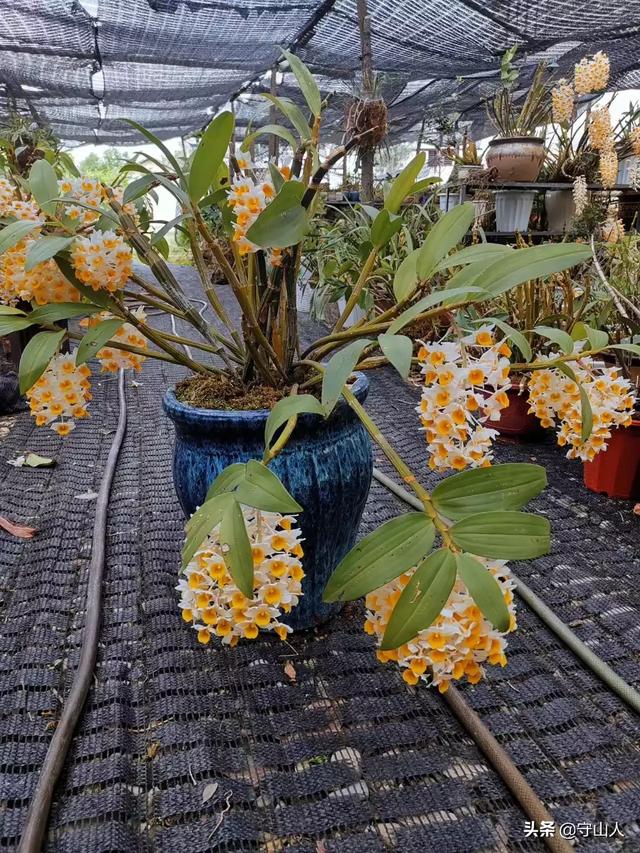 石斛图片,石斛的种类包括哪些？作用各有何不同？