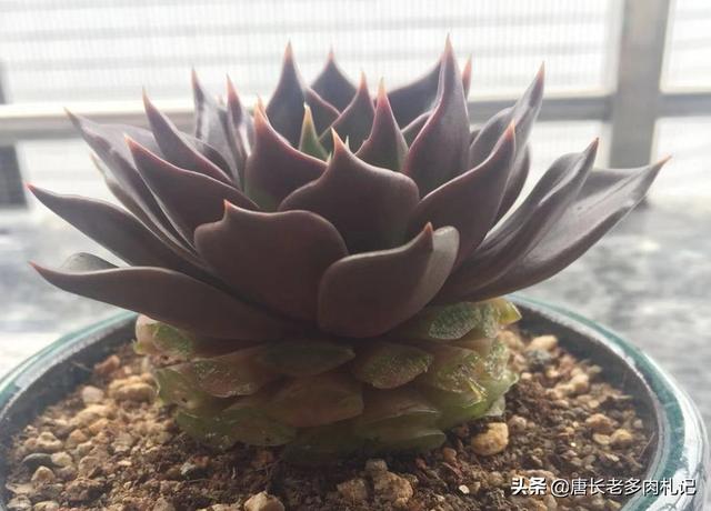 多肉大和锦根能长多粗:如何才能把多肉养成爆盆老桩，关键是单颗长得可爱我舍不得切呀？