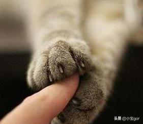 狂犬疫苗有效期是多久猫抓的:被猫咪抓了一下，会不会得狂犬病啊？狂犬病的征兆是什么？