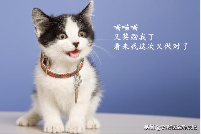 猫的训练:猫的训练方法如下 不打猫，怎么样才能让猫变乖？