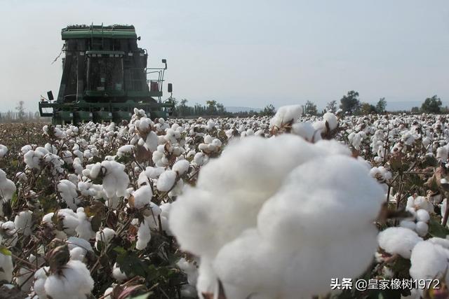 上官云相:为什么棉花和白糖玻璃也是战略物资？