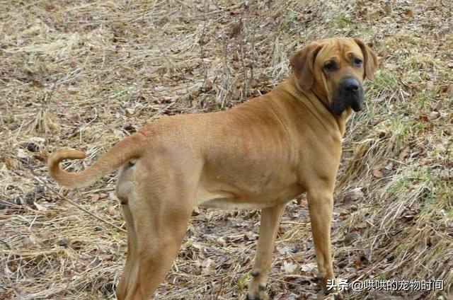 日本土佐犬及图片:土佐犬的尾巴是什么样子？该如何饲养？