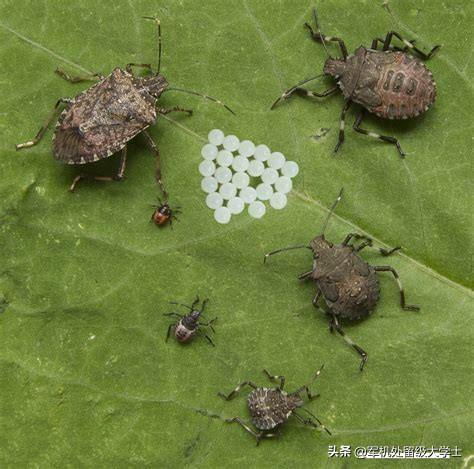 为何会发出臭味,有毒吗?