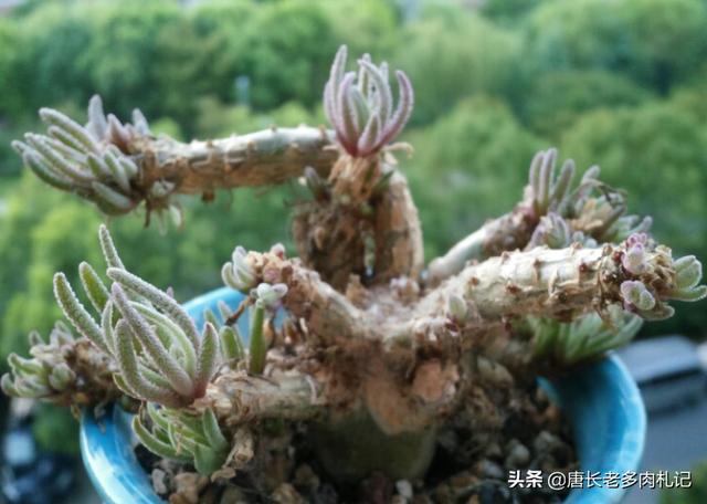 多肉有多少种品种,哪种最好看,哪种最好养？