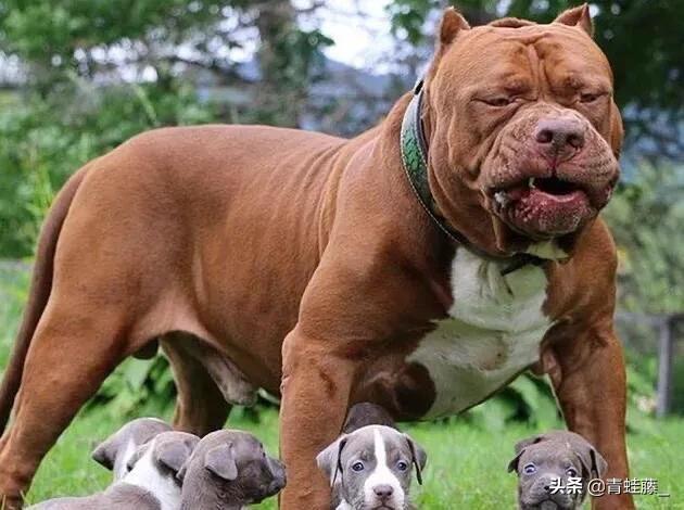 比特名犬介绍:比特狗害怕什么该犬有顽强的意志？