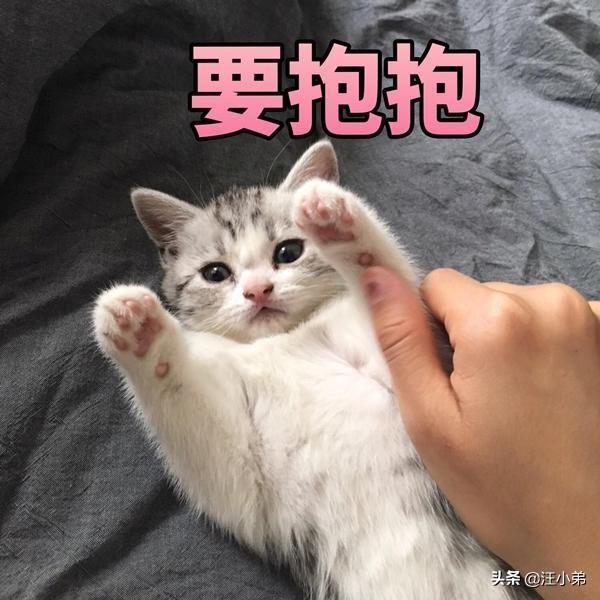 猫咪:怎么才能知道猫咪是否喜欢你？