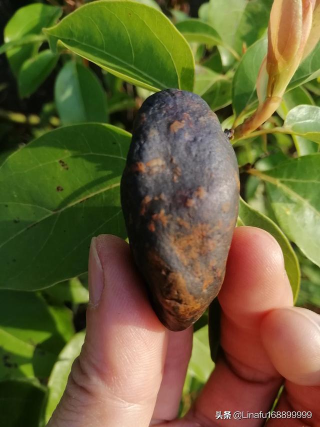 富康陨石:新落地陨石和古老陨石价值相同吗