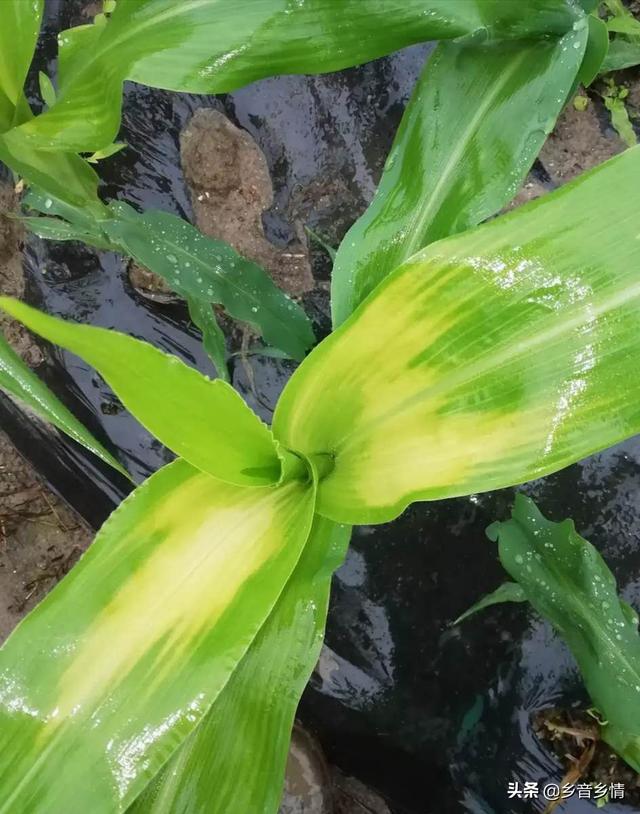 苞芽子真菌性皮肤病:茶花花苞发干，掉落，茶花叶子叶梗发红是什么原因？