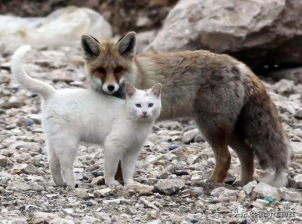 芬兰狐狸犬多少钱一只:狐狸是猫科还是犬科？请大家回答咯？