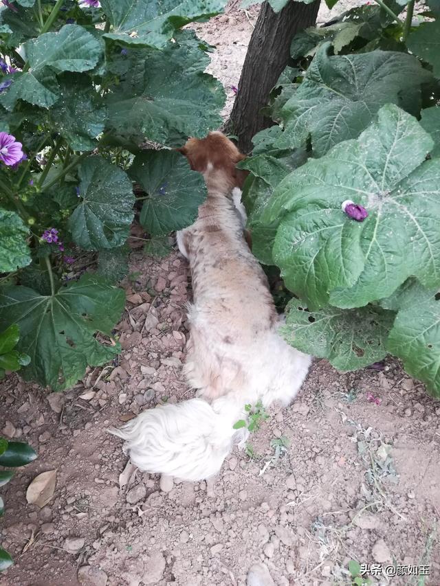 头条问答 花卉 花盆 盆栽 帮忙起个店名 谢谢 11个回答