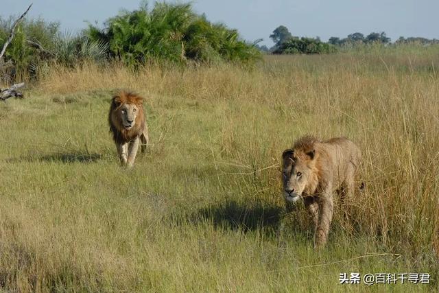 中国名獒小雄狮:小雄狮被父亲赶出来过个几年会去挑战父亲吗？