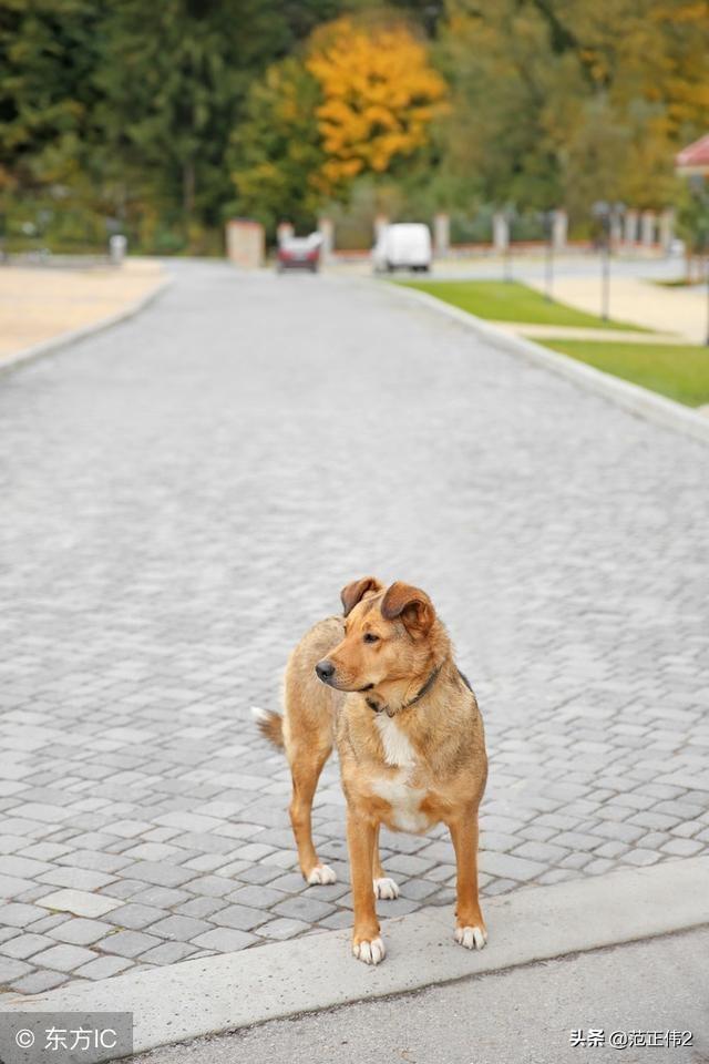 改变世界的犬类流浪狗:有些流浪狗的生活是否曾经使您的心情感到异常难受和沉重？