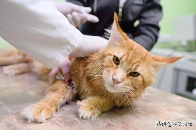猫泛白细胞减少症病毒英文:请问小猫妙三多每年都需要打吗？为什么？
