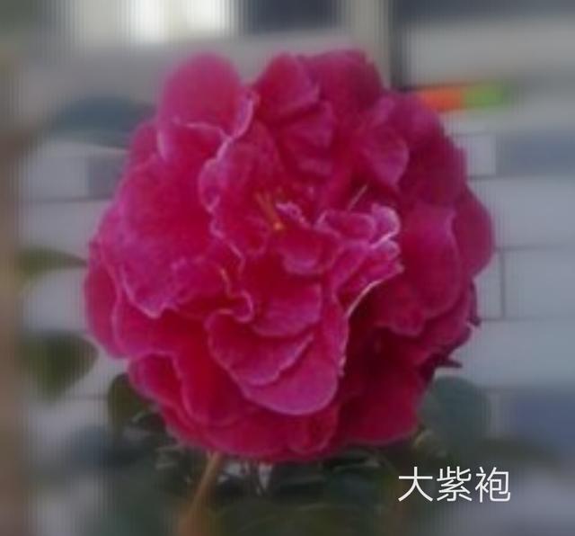 优秀月季花品种介绍百度网:名贵月季十大品种是哪些品种？