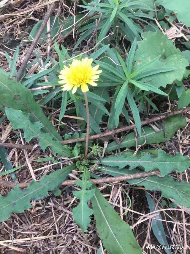 哪些野菜种植前景好？野菜种植一亩能挣多少钱？