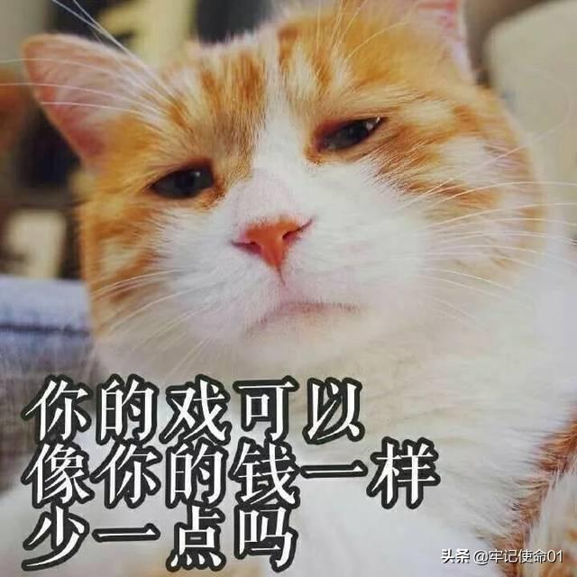 猫咪日常表情包动图:猫咪nonono表情包动图 为什么一个男生总是爱发小猫的表情包？