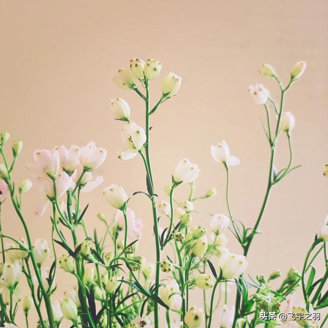 飞燕草花期什么时候:大飞燕草的花期是什么时候 飞燕草怎么种植，飞燕草的种植方法？