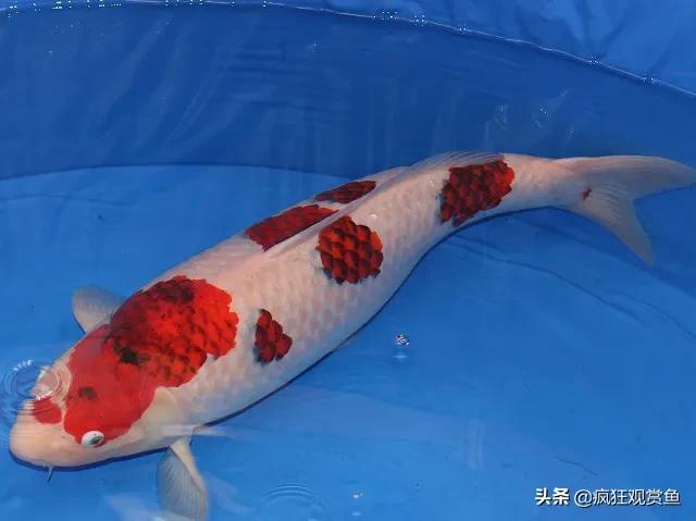 多彩鹦鹉鱼:冷水鹦鹉鱼和草金还有锦鲤鱼的区别是什么？