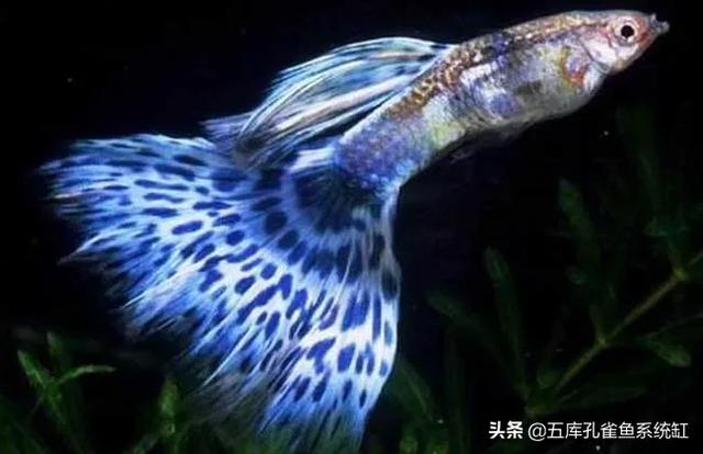 小型观赏鱼图片与名字:想养小型鱼有哪些推荐的？