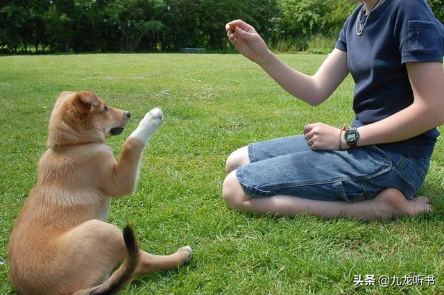 怎么挑选聪明听话的小狗:一窝狗里怎么挑最厉害、听话的？ 怎样挑选聪明的小狗