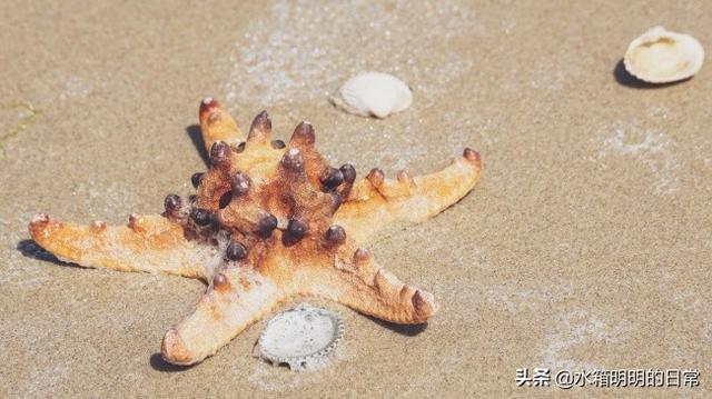 韩国鸟蛤:万能的朋友们，海星怎么养？
