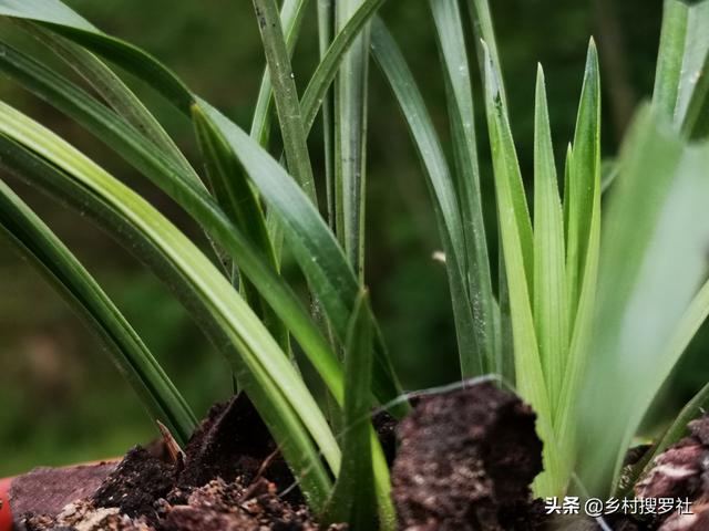 为什么今年开花的兰花不发芽？