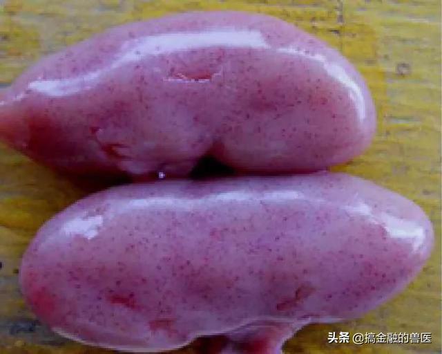 动物疫情测报终端:小猪发热死了去找人解剖说是猪瘟还有心肌炎怎么办？