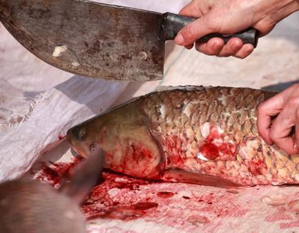 头条问答 - 宰杀的鲜活鱼的鱼血是暗红色是什么原因?(6个回答)