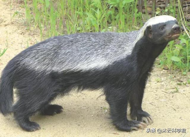 头条问答 蛇最怕什么药 沐云君的回答 0赞