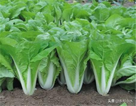甲哌鎓使用方法分享，叶菜用什么叶面肥能使茎杆粗壮叶面肥大