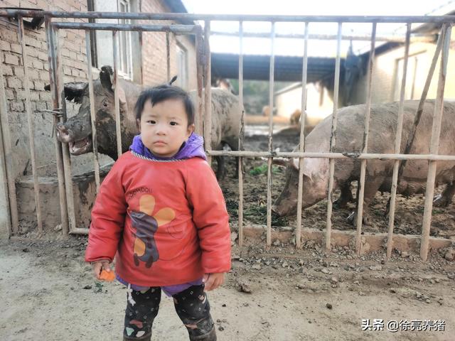 小猪拉稀不吃食怎么办？插图8