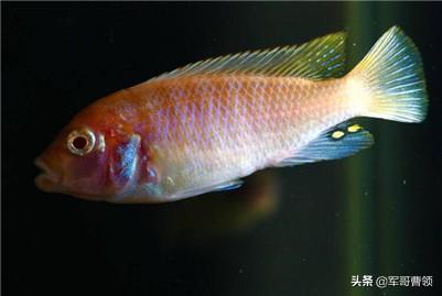 头条问答 - 三湖慈鲷如何分辨是否怀孕?(1个回答)