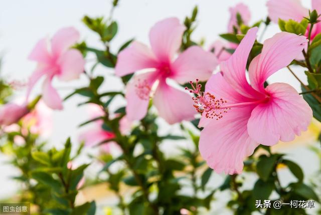 楚留香木芙蓉有什么用:楚留香木芙蓉赠送在哪收 林黛玉在占花名中抽到的芙蓉花到底是水芙蓉还是木芙蓉？