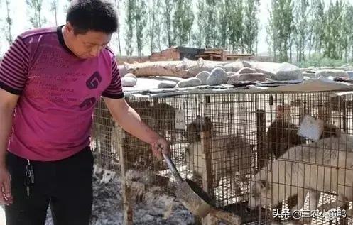 养狐狸:养狐狸犯法吗 有关人工养殖的狐狸、水貂，疫情过后会全部被取缔吗？