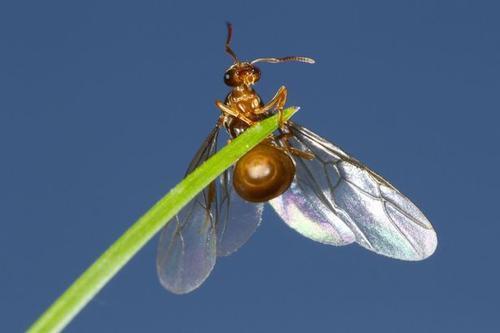 蚂蚁的唾液是什么原因:有翅膀的蚂蚁是什么蚂蚁？