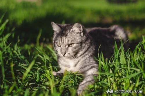 小狗的房子思维导图图片:有房才有家吗？奋斗一生是否一定需要买房安家？
