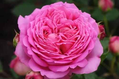 最香的几款月季品种是什么？插图69