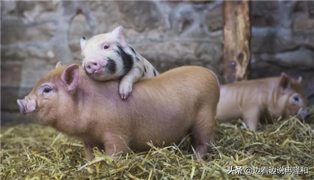 养殖业什么最好养:现在很多农村人选择养殖业，那么养殖什么动物才比较好赚钱？