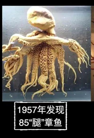 沼泽章鱼真的存在吗，史上腿最多的章鱼！竟然有96条腿，是基因突变还是核辐射导致