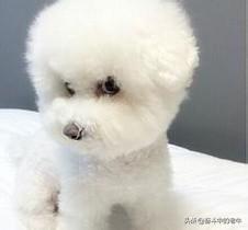 比熊宠物狗价格排名与图片:泰迪犬PK比熊犬，你更喜欢谁？