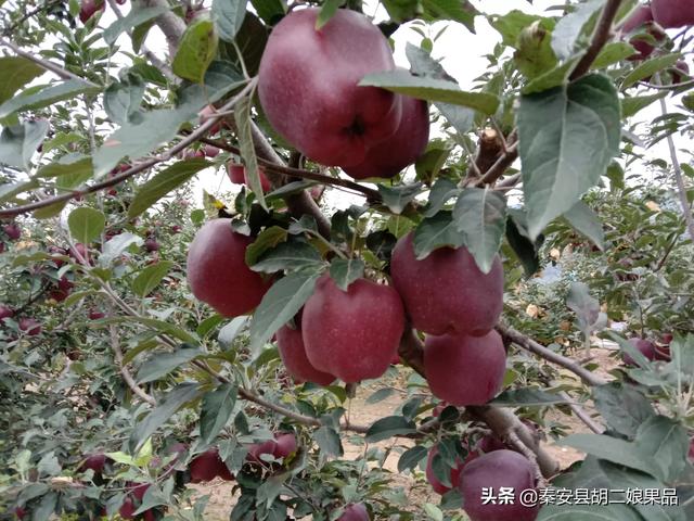 乔见猫预售:陈乔恩 乔见猫 谁能说说自己买房的经历？多少存款可以买房？首付款应该是多少？